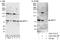 DnaJ homolog subfamily C member 2 antibody, A303-722A, Bethyl Labs, Western Blot image 