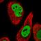Paraspeckle Component 1 antibody, HPA038904, Atlas Antibodies, Immunofluorescence image 