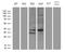 F-box only protein 6 antibody, LS-C795405, Lifespan Biosciences, Western Blot image 