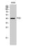 Phosphogluconate Dehydrogenase antibody, A01623-1, Boster Biological Technology, Western Blot image 