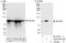 Integrator Complex Subunit 13 antibody, A303-575A, Bethyl Labs, Immunoprecipitation image 
