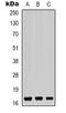 BUD31 Homolog antibody, LS-C368818, Lifespan Biosciences, Western Blot image 