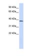 Histone-lysine N-methyltransferase SUV420H1 antibody, orb324573, Biorbyt, Western Blot image 