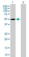 PX Domain Containing Serine/Threonine Kinase Like antibody, H00054899-B01P, Novus Biologicals, Western Blot image 