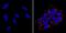 SSEA4 antibody, MA1-021-D550, Invitrogen Antibodies, Immunofluorescence image 