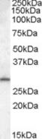 Methylenetetrahydrofolate Dehydrogenase (NADP+ Dependent) 2 Like antibody, MBS421624, MyBioSource, Western Blot image 