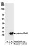 H2A Histone Family Member X antibody, A700-053, Bethyl Labs, Western Blot image 