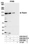 Regulatory Associated Protein Of MTOR Complex 1 antibody, A300-553A, Bethyl Labs, Immunoprecipitation image 
