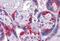 Paternally Expressed 10 antibody, MBS246197, MyBioSource, Immunohistochemistry paraffin image 