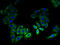 Leucine Rich Single-Pass Membrane Protein 2 antibody, A59686-100, Epigentek, Immunofluorescence image 