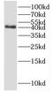 Snurportin-1 antibody, FNab08080, FineTest, Western Blot image 