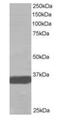 Mortality Factor 4 Like 2 antibody, orb18772, Biorbyt, Western Blot image 