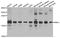 Ring Finger Protein 5 antibody, orb374067, Biorbyt, Western Blot image 