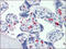C-type lectin domain family 2 member D antibody, AP23056PU-N, Origene, Immunohistochemistry frozen image 