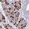 Proline-rich protein 4 antibody, NBP1-81289, Novus Biologicals, Immunohistochemistry frozen image 