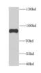 Anaphase-promoting complex subunit 5 antibody, FNab00387, FineTest, Western Blot image 