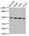 Homeobox protein Hox-A5 antibody, CSB-PA010655LA01HU, Cusabio, Western Blot image 