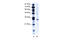 Ring Finger Protein 141 antibody, 28-126, ProSci, Western Blot image 