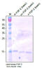 Heparin-binding growth factor 2 antibody, DP3506, Origene, Western Blot image 