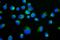 Translocase Of Inner Mitochondrial Membrane 29 antibody, A31934, Boster Biological Technology, Immunofluorescence image 