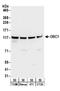 Cell cycle and apoptosis regulator protein 2 antibody, A300-434A, Bethyl Labs, Western Blot image 