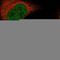 Transcriptional Adaptor 3 antibody, HPA042250, Atlas Antibodies, Immunocytochemistry image 