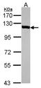 VDP p115 antibody, NBP2-17245, Novus Biologicals, Western Blot image 
