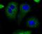 BCL2 Associated Agonist Of Cell Death antibody, NBP2-67308, Novus Biologicals, Immunocytochemistry image 