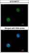 Myosin Binding Protein C, Fast Type antibody, GTX105777, GeneTex, Immunofluorescence image 