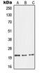 Glucagon antibody, MBS821489, MyBioSource, Western Blot image 