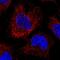 JRK Like antibody, PA5-61174, Invitrogen Antibodies, Immunofluorescence image 