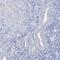 SHC Binding And Spindle Associated 1 Like antibody, PA5-57528, Invitrogen Antibodies, Immunohistochemistry frozen image 