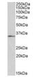 Forkhead box protein B1 antibody, orb18574, Biorbyt, Western Blot image 