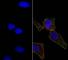Epithelial Cell Adhesion Molecule antibody, V2691SAF-100UG, NSJ Bioreagents, Flow Cytometry image 