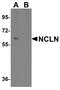 Nicalin antibody, A12284-1, Boster Biological Technology, Western Blot image 