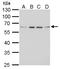 Fibroblast growth factor receptor-like 1 antibody, TA308002, Origene, Western Blot image 