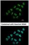 Nucleolar Protein 12 antibody, PA5-31677, Invitrogen Antibodies, Immunofluorescence image 