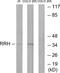 Retinal Pigment Epithelium-Derived Rhodopsin Homolog antibody, A30904, Boster Biological Technology, Western Blot image 