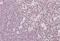 NIPP1 antibody, orb18573, Biorbyt, Immunohistochemistry paraffin image 