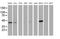 Cystathionine Gamma-Lyase antibody, MA5-25424, Invitrogen Antibodies, Western Blot image 
