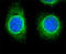O-Linked N-Acetylglucosamine antibody, 838004, BioLegend, Immunofluorescence image 