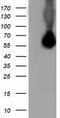 PKC-zeta-interacting protein antibody, CF502174, Origene, Western Blot image 