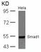Mothers against decapentaplegic homolog 1 antibody, A00728-3, Boster Biological Technology, Western Blot image 