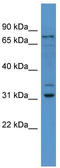 F-Box Protein 34 antibody, TA344948, Origene, Western Blot image 