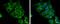 Lactate Dehydrogenase C antibody, GTX114525, GeneTex, Immunofluorescence image 