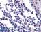 Probable G-protein coupled receptor 132 antibody, LS-A3701, Lifespan Biosciences, Immunohistochemistry paraffin image 
