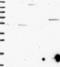 Zinc Finger BED-Type Containing 5 antibody, NBP2-13532, Novus Biologicals, Western Blot image 