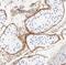 Spermatogenesis Associated 16 antibody, FNab08159, FineTest, Immunohistochemistry frozen image 