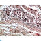 LAD-1 antibody, LS-C814218, Lifespan Biosciences, Western Blot image 