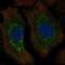 p24 antibody, HPA036576, Atlas Antibodies, Immunofluorescence image 